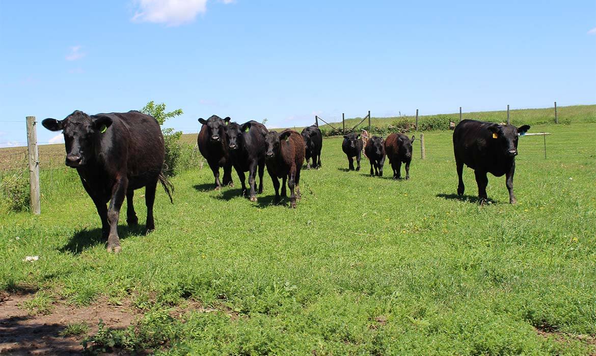 Herd On Pasture